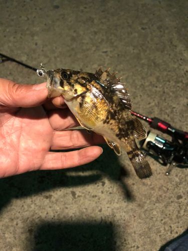 クロソイの釣果