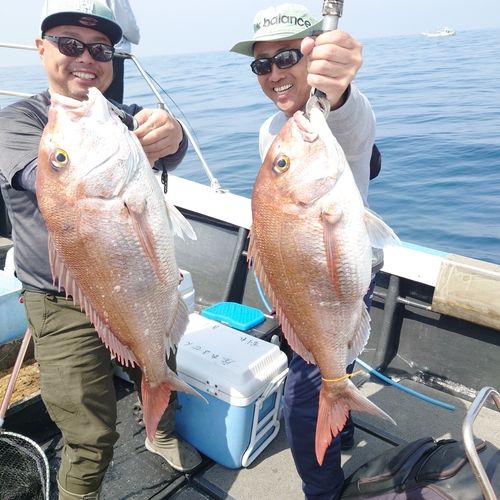 マダイの釣果