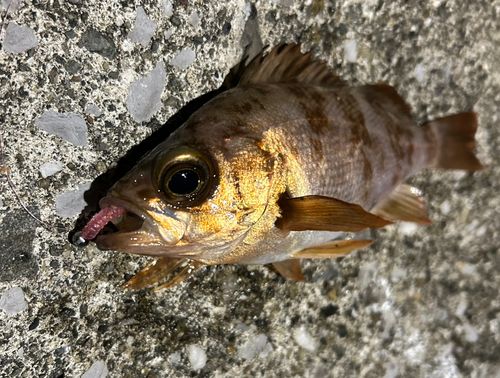 シロメバルの釣果