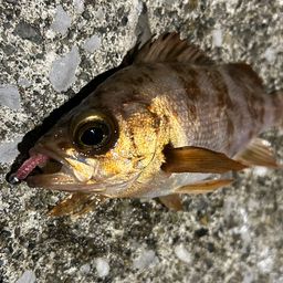 シロメバル