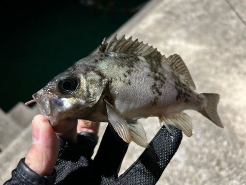 シロメバルの釣果