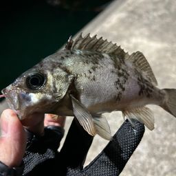 シロメバル