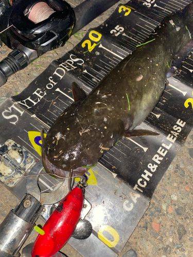 ナマズの釣果