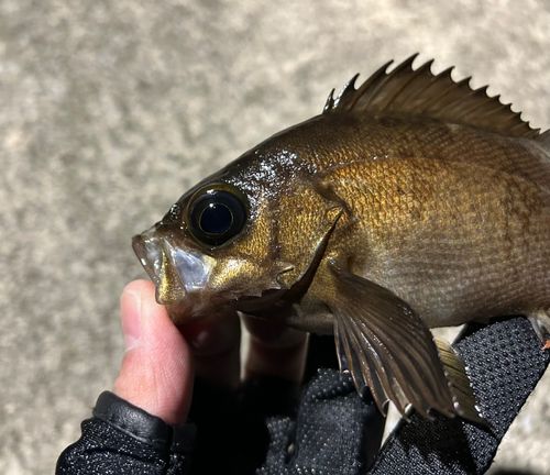 アカメバルの釣果