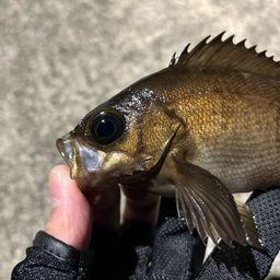 アカメバル