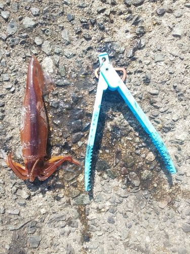 スルメイカの釣果