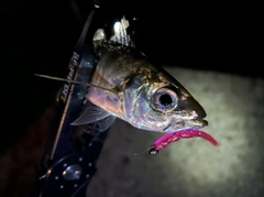 マルアジの釣果