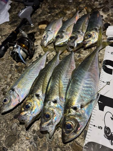 アジの釣果