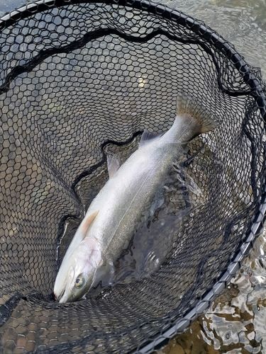 ニジマスの釣果