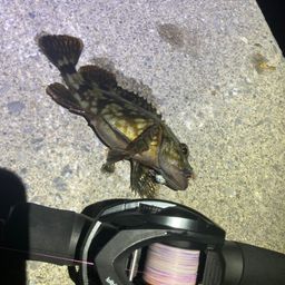 カサゴ