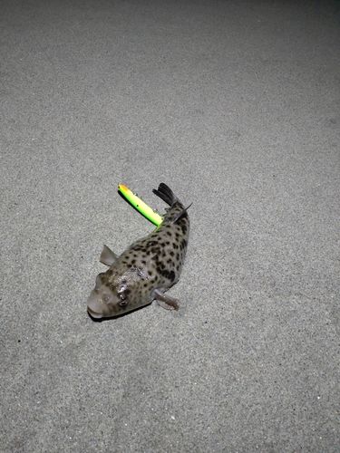 フグの釣果