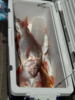 タイの釣果