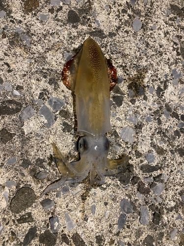 イカの釣果
