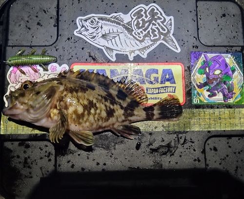 カサゴの釣果
