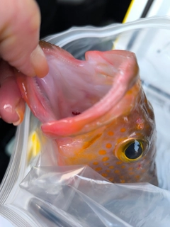 アコウの釣果