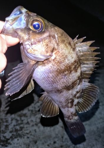 メバルの釣果