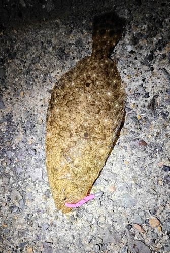 ソゲの釣果