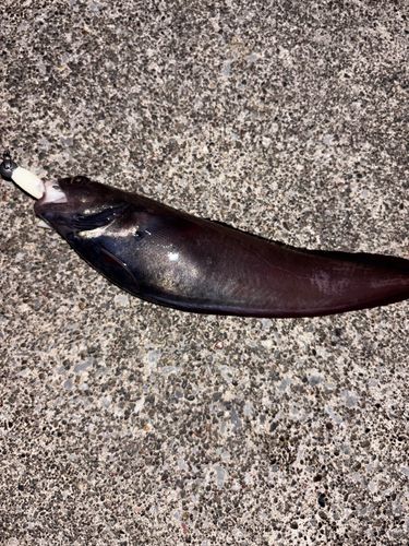 ドンコの釣果