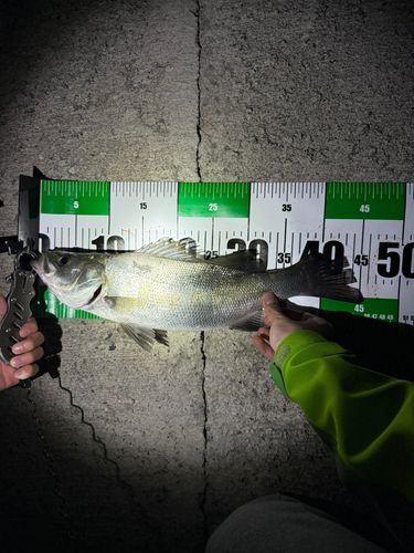 シーバスの釣果