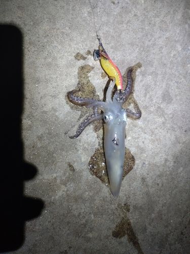 釣果