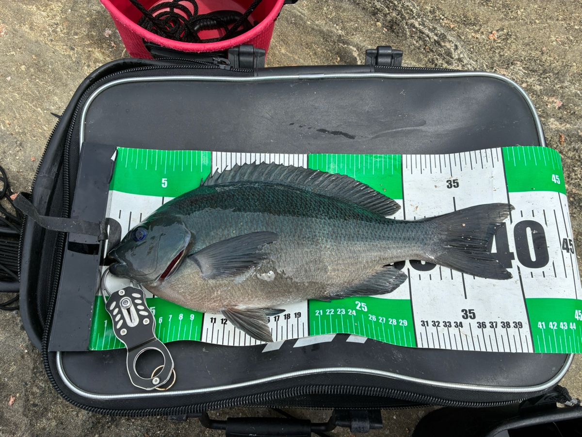 さきさきさんの釣果 3枚目の画像