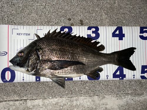 クロダイの釣果