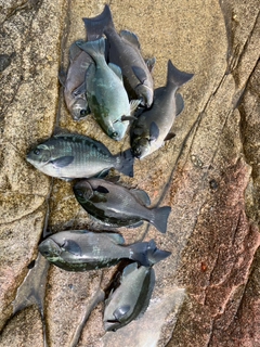 クチブトグレの釣果