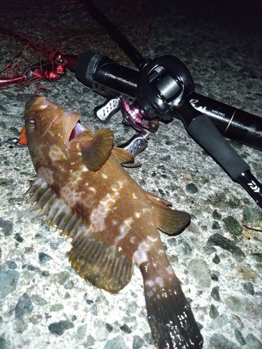 アコウの釣果
