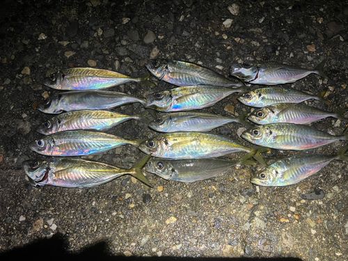 アジの釣果