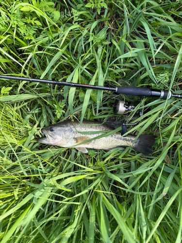 ラージマウスバスの釣果