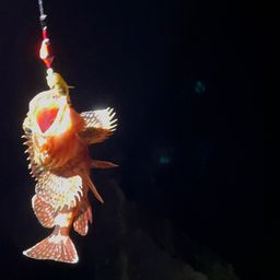 カサゴ