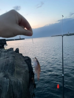 キンギョの釣果