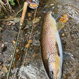 ブラウントラウト