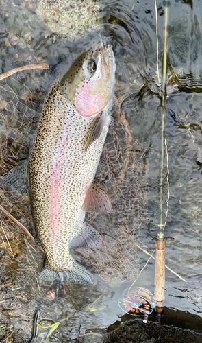 ニジマスの釣果