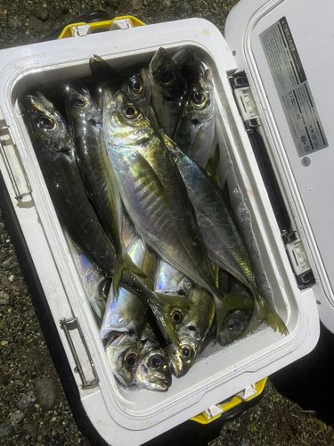 マアジの釣果