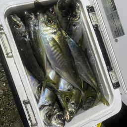 マアジ