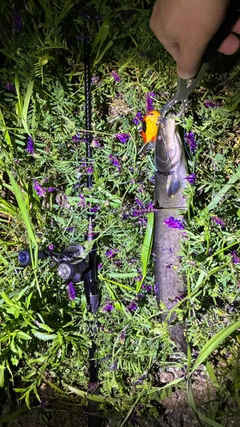 マナマズの釣果