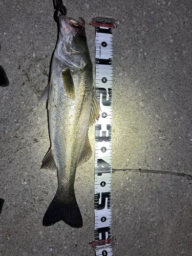 シーバスの釣果