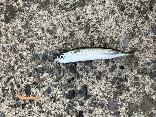 サバの釣果