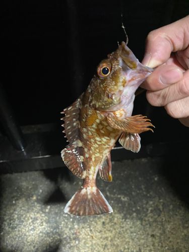 カサゴの釣果
