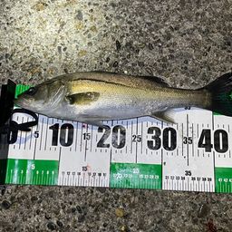 フッコ（マルスズキ）