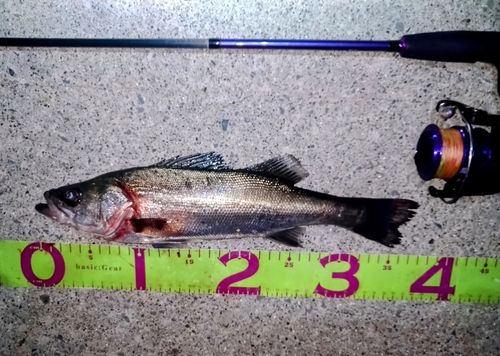 フッコ（マルスズキ）の釣果