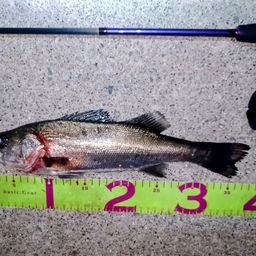 フッコ（マルスズキ）