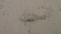 ソゲの釣果