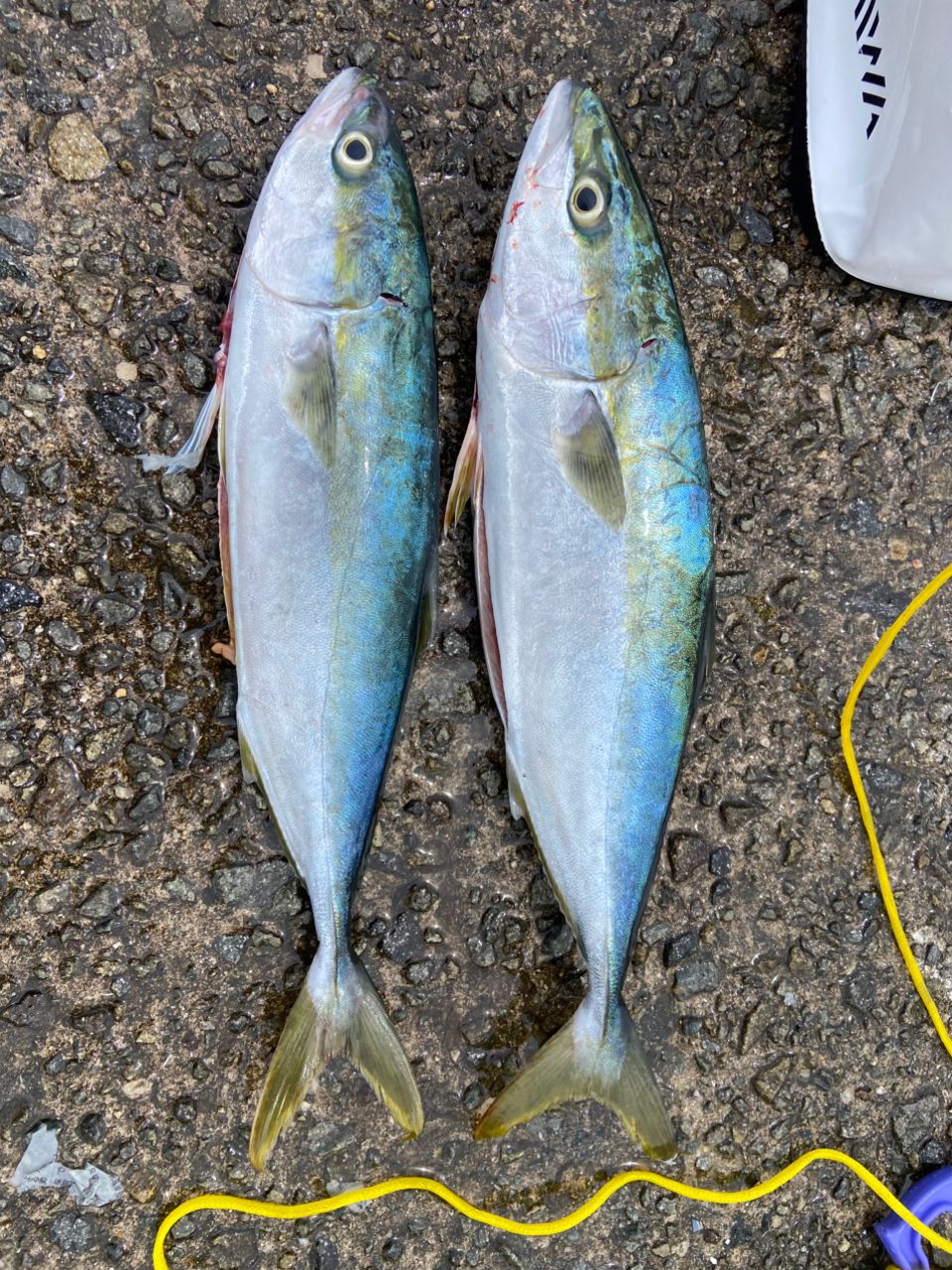 緑川 小潮さんの釣果 3枚目の画像