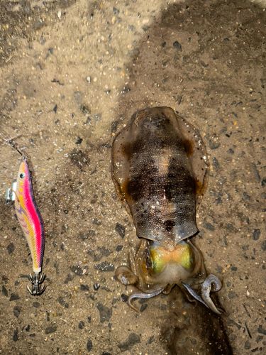 アオリイカの釣果