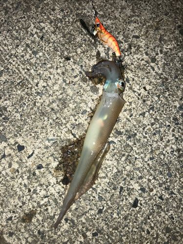 ヤリイカの釣果