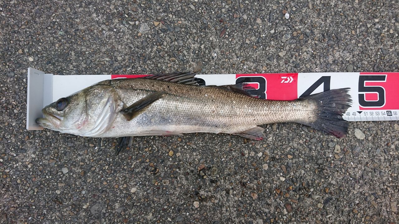 セイゴ（タイリクスズキ）