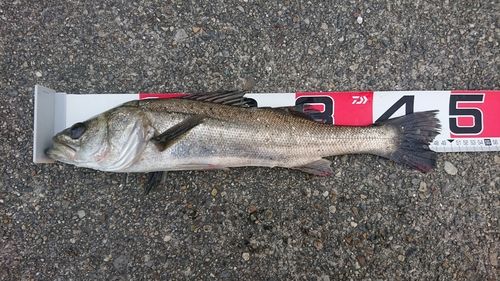 セイゴ（タイリクスズキ）