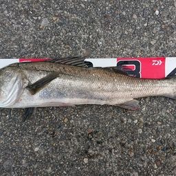 セイゴ（タイリクスズキ）